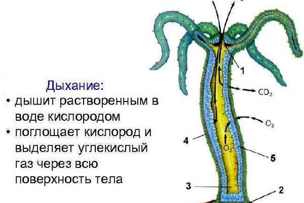 Зеркало омг без тор